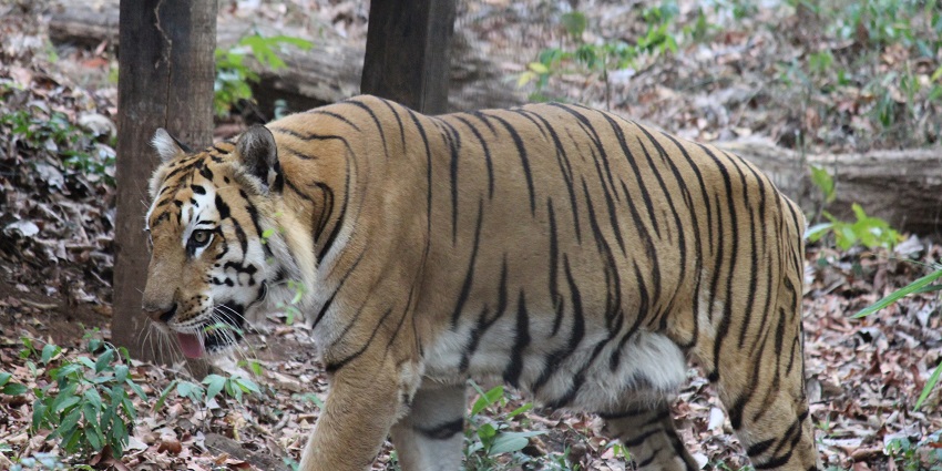 Explore Goa’s smallest sanctuary with leopards, deer, and exotic birds.