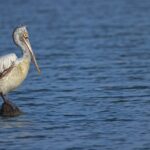 One spot-billed pelican bird sitting on a rock in the Pulicat Lake with blue waterbody.