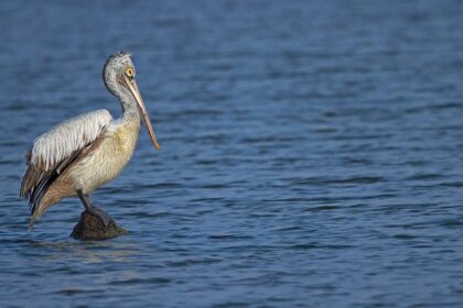 One spot-billed pelican bird sitting on a rock in the Pulicat Lake with blue waterbody.