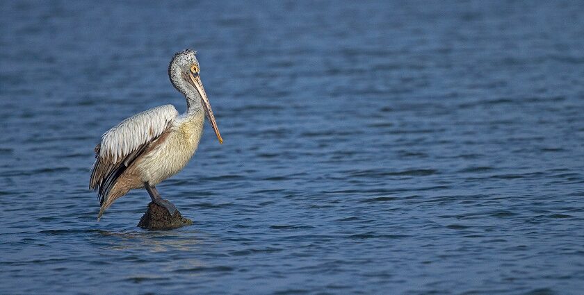 One spot-billed pelican bird sitting on a rock in the Pulicat Lake with blue waterbody.