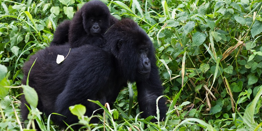 Virunga National Park photos of a gorilla family in the dense forests of Bukima Gorilla Sector.