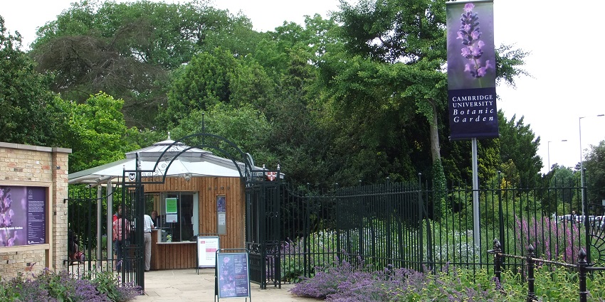 Lush garden showcasing diverse plant species, showcased in the Cambridge City guide.