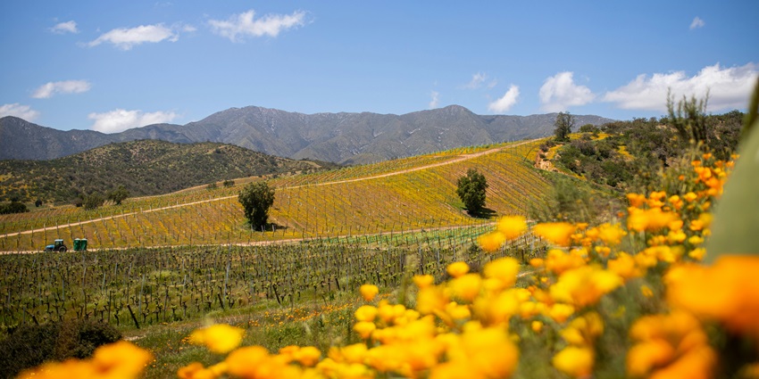 Sip world-class wines in Casablanca Valley,an intimate way to spend Valentine's Day in Chile

