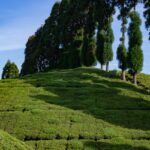 serene beauty of Darjeeling's majestic mountain, one of the places to see in February in India