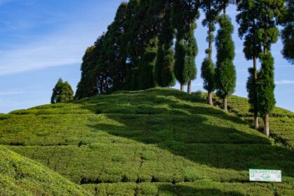 serene beauty of Darjeeling's majestic mountain, one of the places to see in February in India