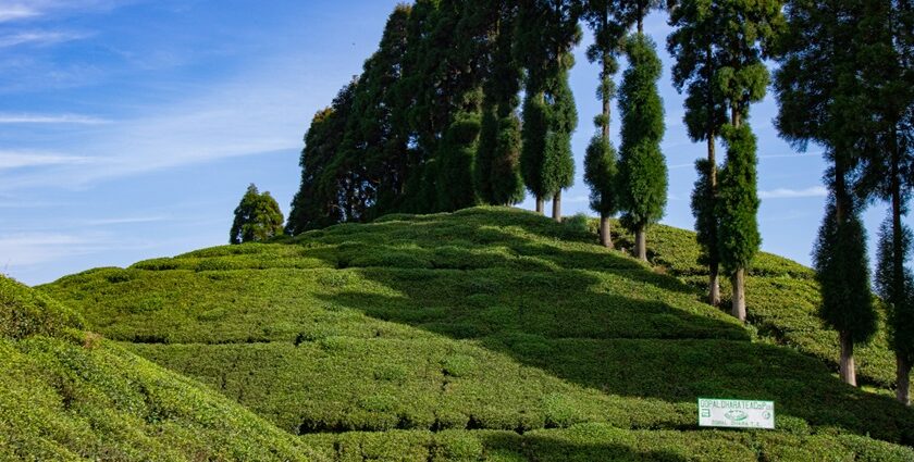 serene beauty of Darjeeling's majestic mountain, one of the places to see in February in India