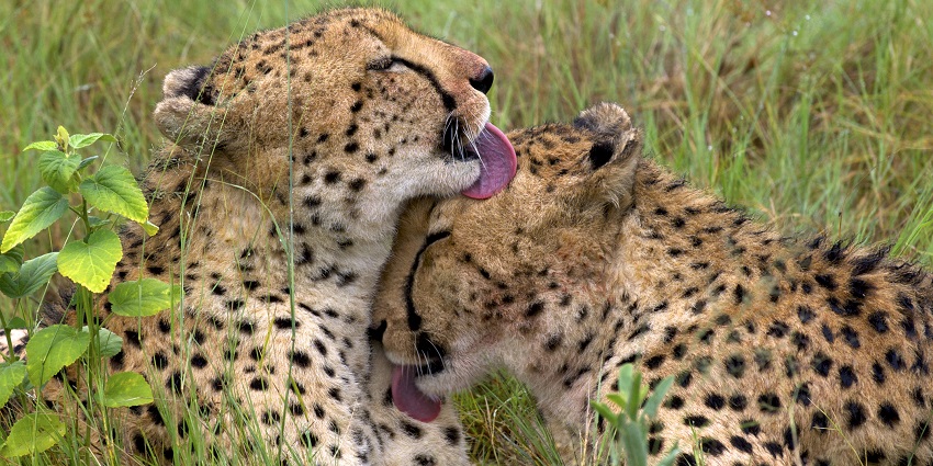 Beautiful photo taken of two young cheetahs cleaning themselves in the Cheetah Conservation Fund.