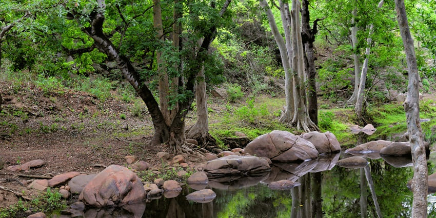 An image of the Chinnar Wildlife Sanctuary, one of the best wildlife sanctuaries in South India.