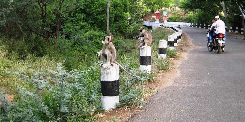Two monkeys sitting on roadside pillars in Chinnar Wildlife Sanctuary near Munnar in Kerala.