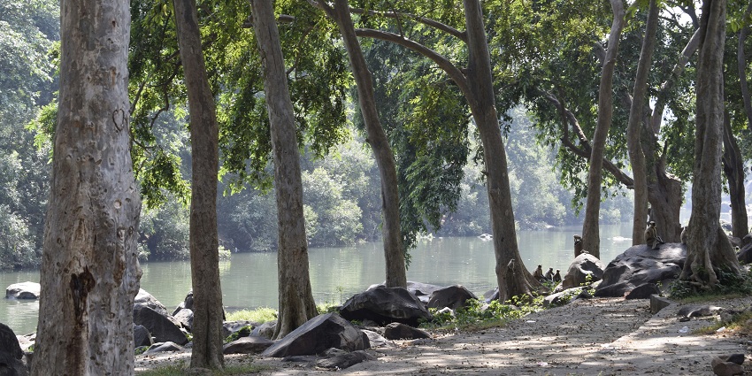 A forest surrounded by greenery at a hill station in Central India.