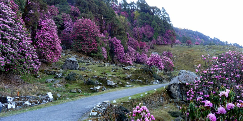 Chopta, also known as the Mini Switzerland of India is located in the Chamoli district.