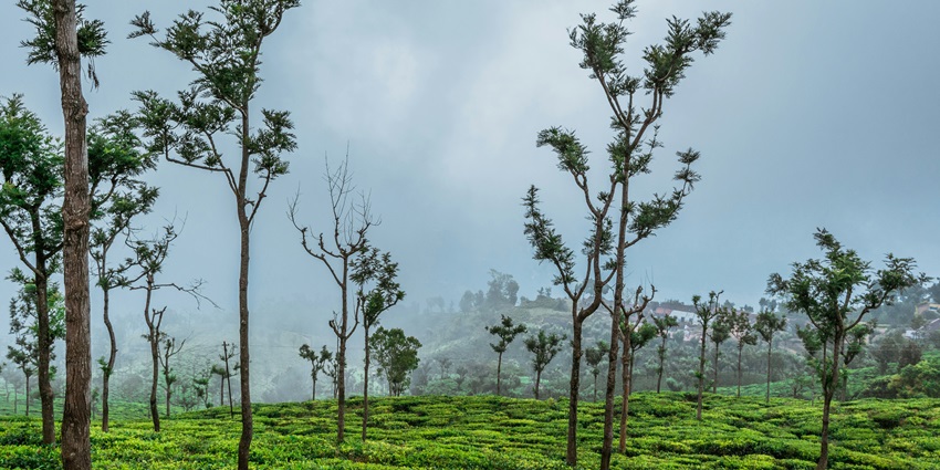 Visit Coonoor, one of the places in South India, with rolling tea gardens and picturesque vistas.