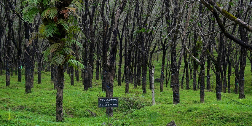 Serene lush green views in a relaxing place to visit in June in south India