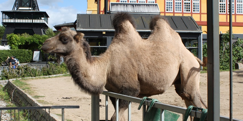An image of a camel at Copenhagen Zoo with a colourful building and a tower at the back.