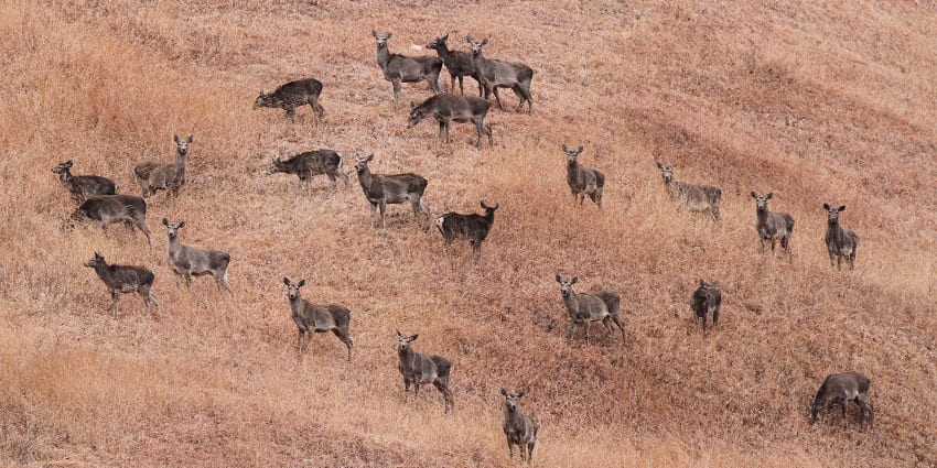 Dachigam National Park, one of the places to visit as mentioned on the Kashmir travel guide.