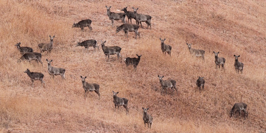 A herd of Kashmir Red Deer grazing in Dachigam National Park near Srinagar.