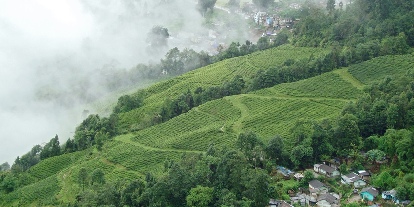 A beautiful view of the tea gardens in Darjeeling, a place to visit in East India