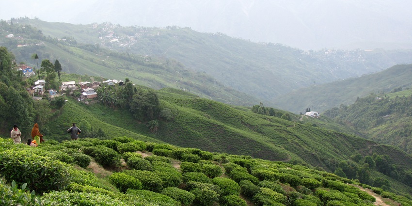 An image of the tea plantation below and the interlocking Himalayas at a distance