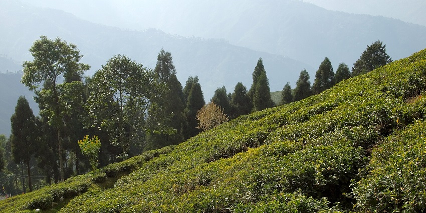 An image of tea plantations in Darjeeling, one of the hill stations in India to visit in May.
