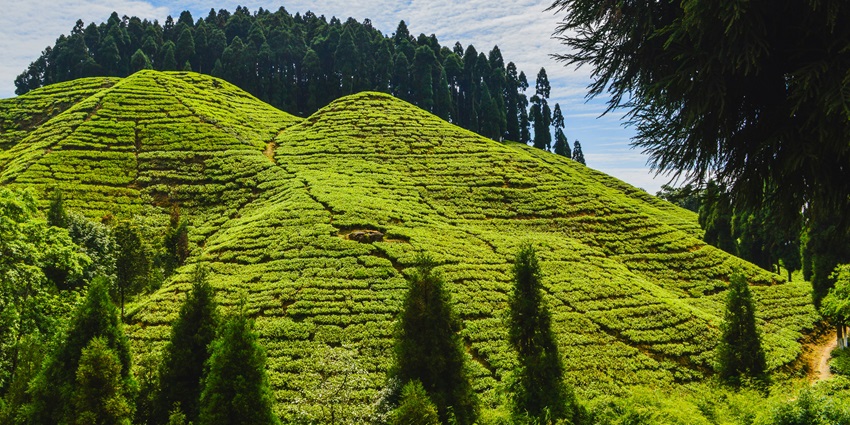The Rock Gardens in Darjeeling, one of the places to visit in April in India for couples.