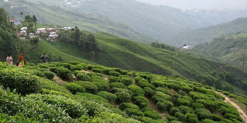An image of a far shot of the tea plantation below and the interlocking Himalayas at a distance.