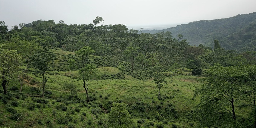 A picture of lush tea gardens in Darjeeling, one of the best hill stations in Himalayas