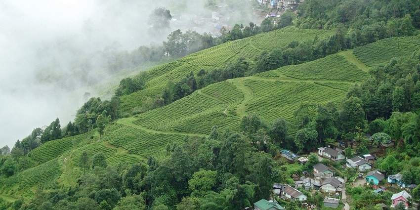 An image showing a tea plantation in Darjeeling, India, with organised rows of tea plants.