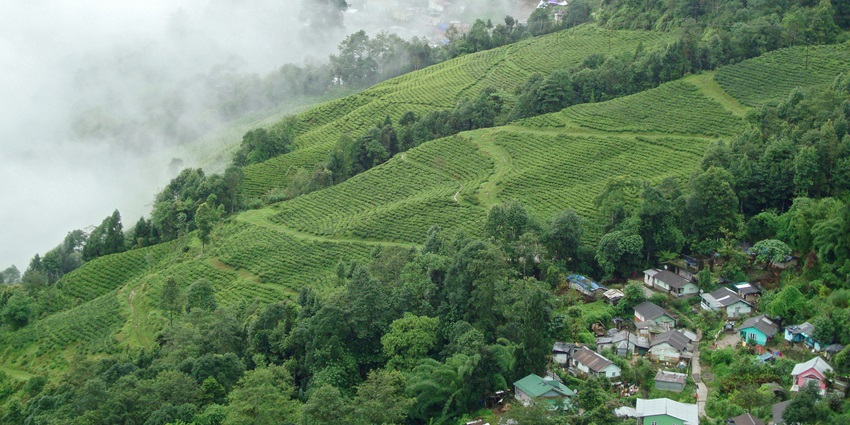 Darjeeling hillside with tea gardens, colonial buildings, and views of the Himalayas.