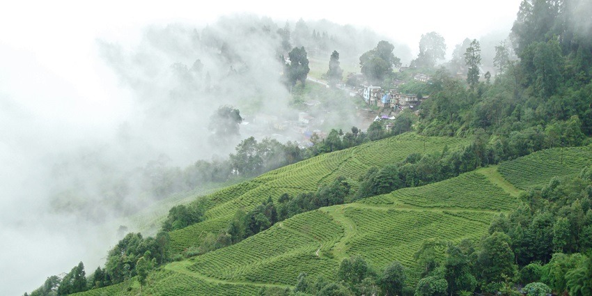 Image of the tea plantation in Darjeeling, one of the best places to visit in India.