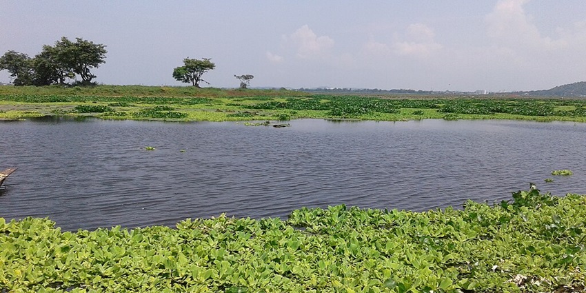 An image of Dipor Bil, freshwater lakes in Assam, India, surrounded by lush greenery.