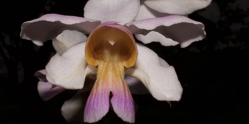 An image of Orchid Papilionanthe in Dehing Patkai, a North East India Wildlife Sanctuary