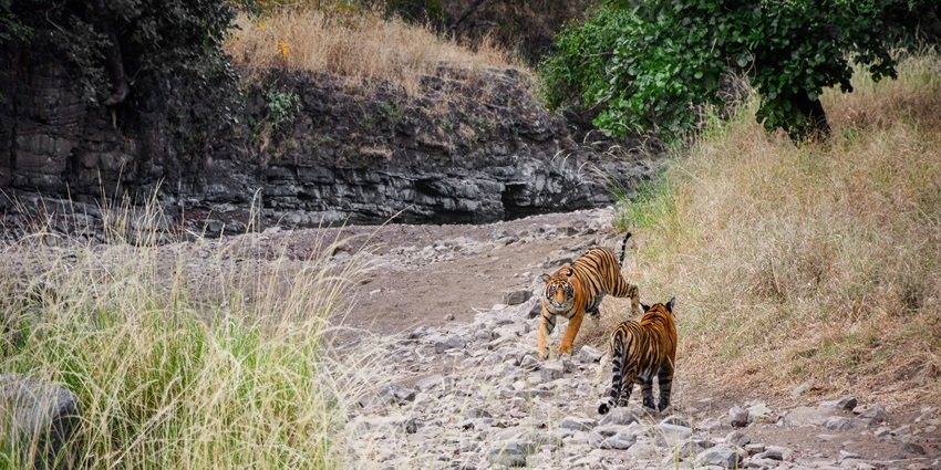 A view of tigers roaming on the rustic grounds of Ranthambore, surrounded by trees.