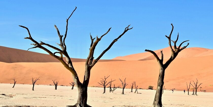 An image of a vast desert landscape of Thar desert in Rajasthan with dunes, showcasing an important location for desert safaris in India.