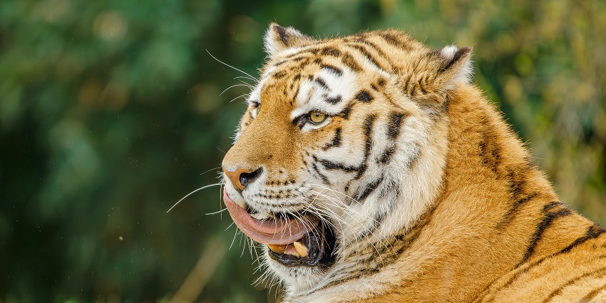 Dhangarhi Museum gives an insight into the history of the wildlife of the region.