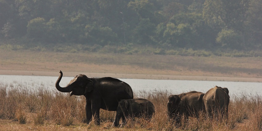 The View of Dhikala Zone which is one of the many zones of Jim Corbett National Park.