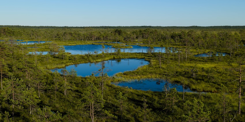 A representative image of a serene lake, reflecting the surrounding trees and sky, resembling lakes in Assam.