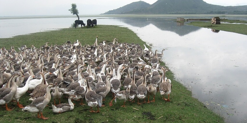 A group of cows are gazing under a cloudy sky on the shore of Wular Lake in India.