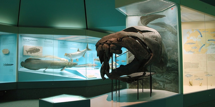 An image of the interior of the Senckenberg Natural History Museum, a famous museum in Frankfurt.