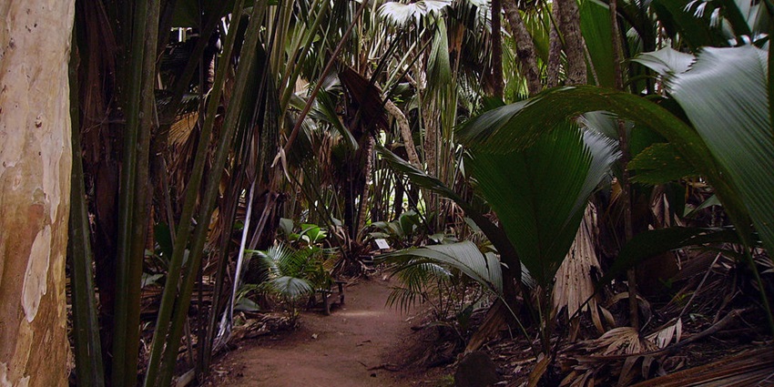 This nature reserve is famous for its giant Coco de Mer palms, producing the world’s largest seeds