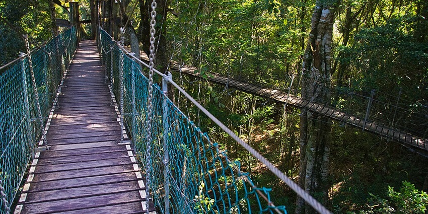 A tree walk adventure through a narrow wooden bridge amidst the dense green forest