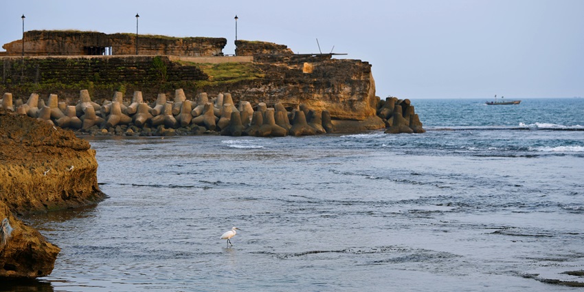 An Image of the Diu Fort, with the a seagull walking on the seashore, lined with rocks