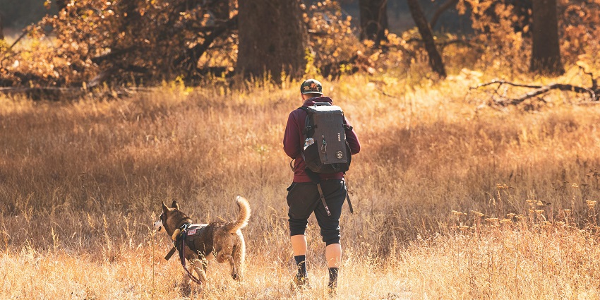 An image of a wildlife safari, offering trekkers a chance to spot tigers, elephants, and birds.