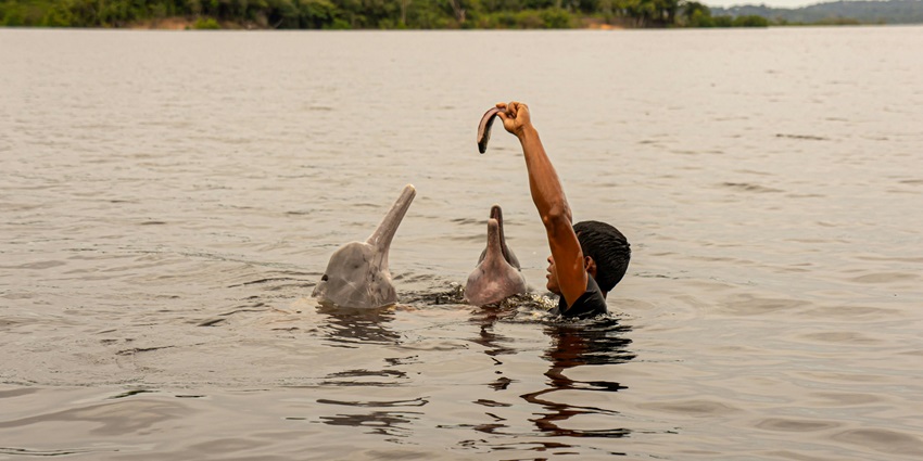 An image of an Irrawaddy dolphin jumping from the waters of Chilika Lake near Satapada, producing ripples