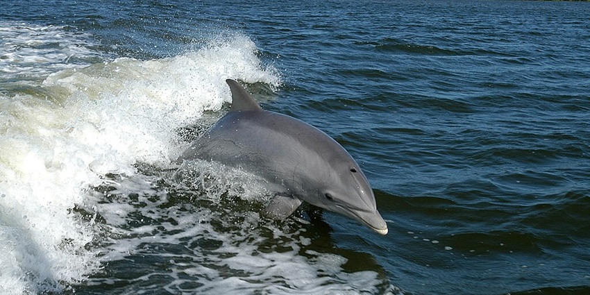 One dolphin diving into the lake and the water rising and creating a splash around it