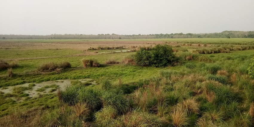 An image of Dudhwa National Park, one of the top wildlife sanctuaries in North India.