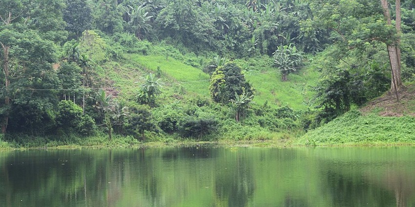 Dumboor Lake surrounded by dense green forest, tall trees and reflections of forest