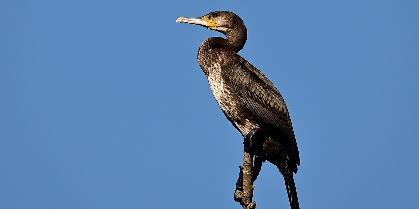 An image of a cormorant bird in its natural habitat, like Dzukou Valley Wildlife Sanctuary
