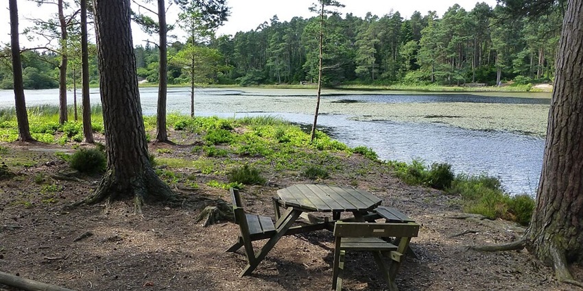 A picnic spot near the lake with clear water, surrounded by beautiful lush greenery.