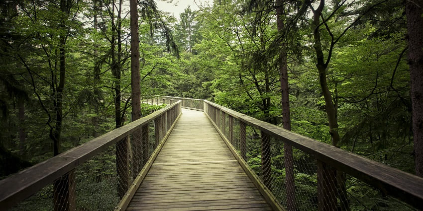 An Image of a beautiful pathway leading through the park, perfect for a romantic stroll on Valentine’s Day in Dublin.