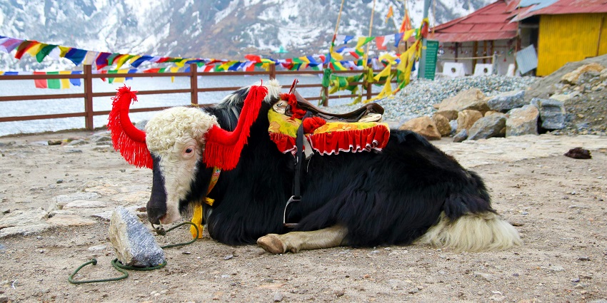 A decorated Indian Yak used for popular Yak rides along the Tsomgo Lake in Sikkim
